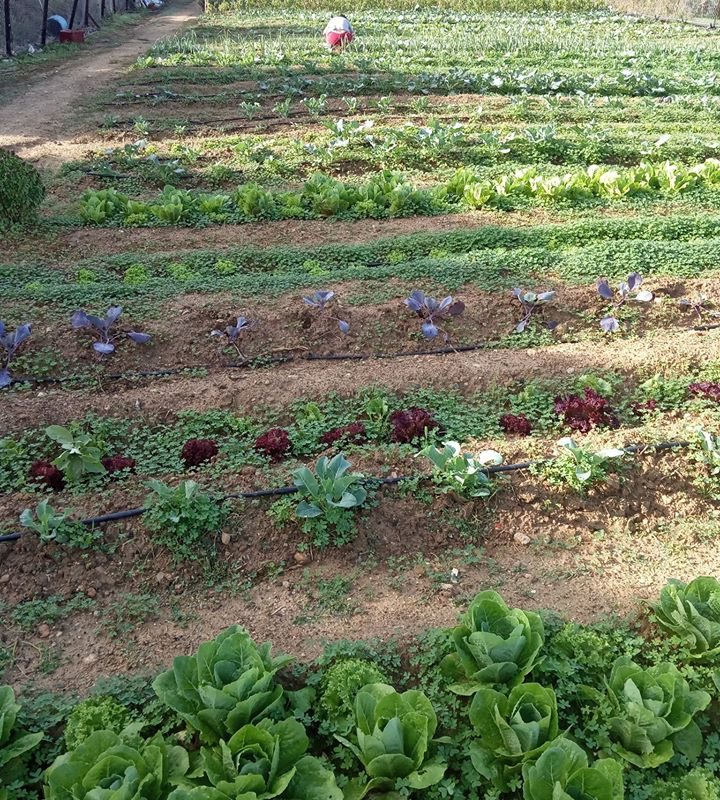 Βιολογικός κήπος την Κάτω Επισκοπή